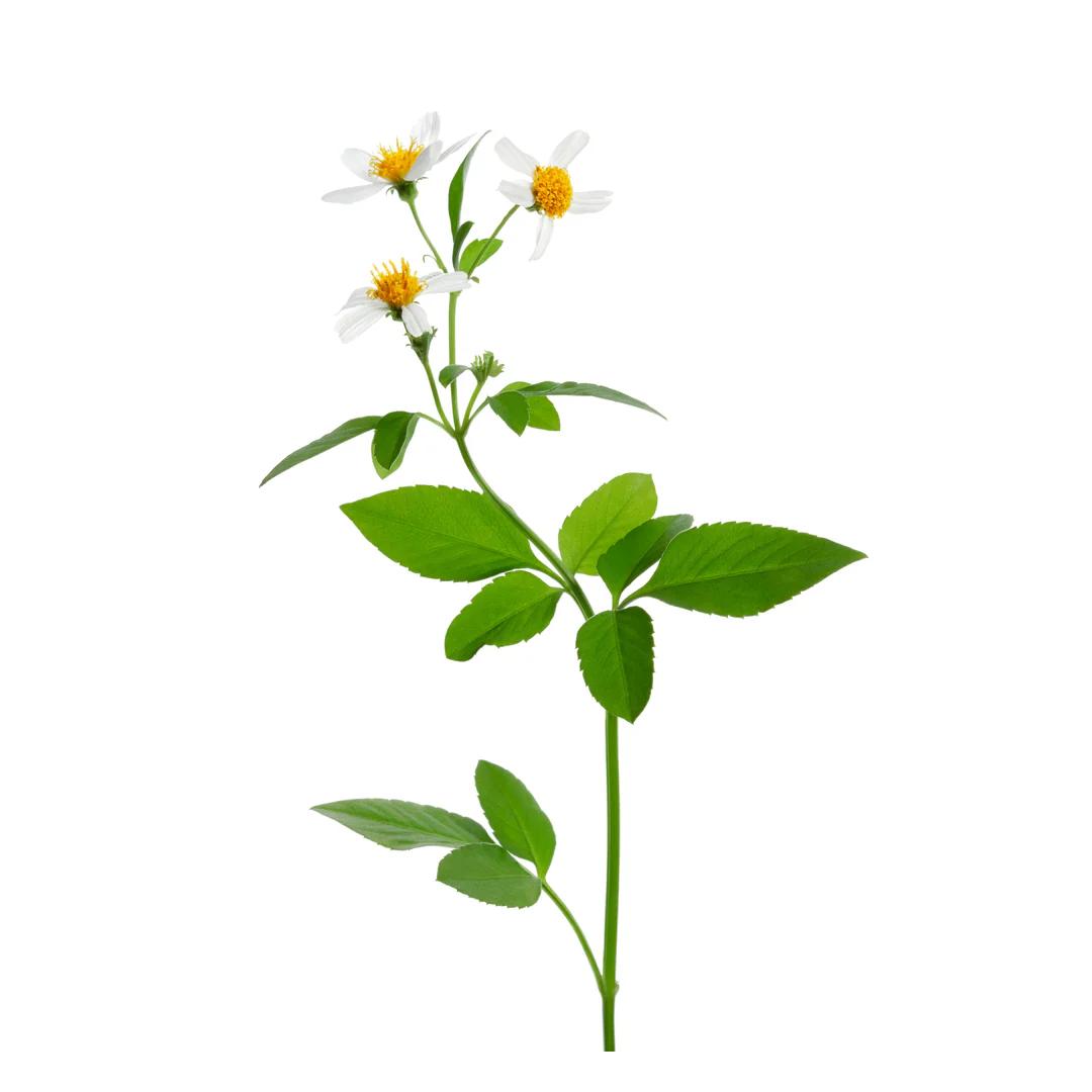 bareMinerals Ageless Phyto-AHA Radiance Facial - Image 7