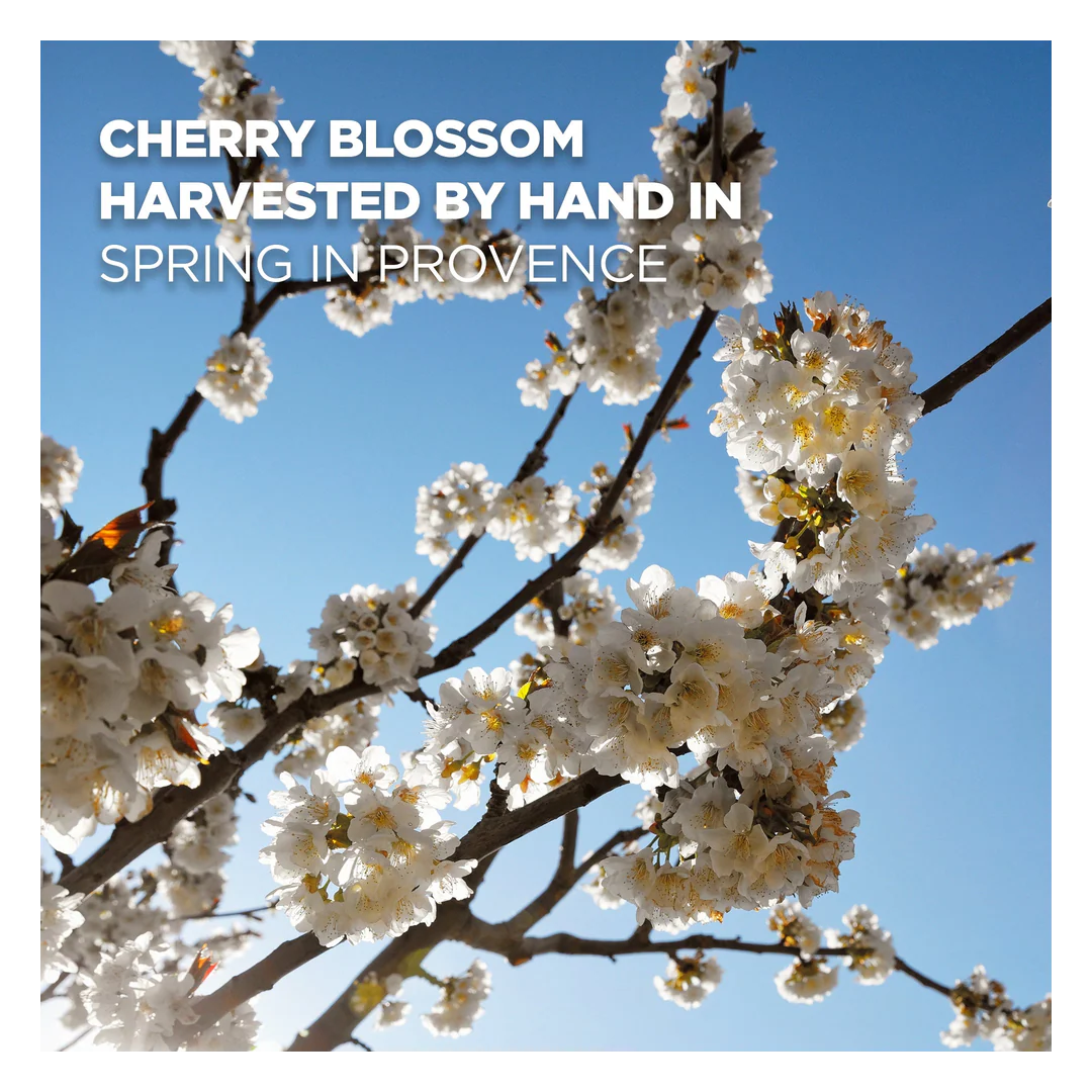 L'Occitane Cherry Blossom Hand Cream - Image 2