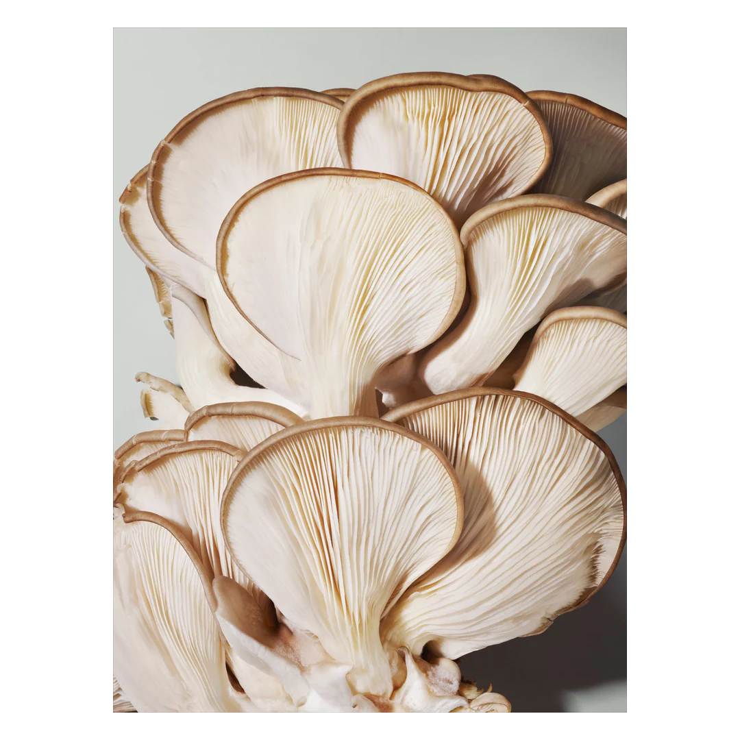 Origins Mega-Mushroom Relief & Resilience Soothing Cream - Image 4