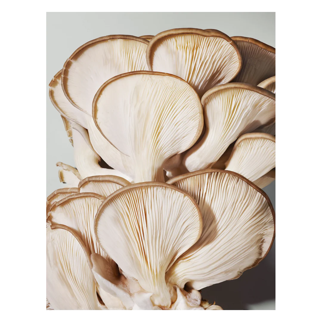 Origins Mega-Mushroom Soothing Hydra-Mist With Reishi & Snow Mushroom - Image 3