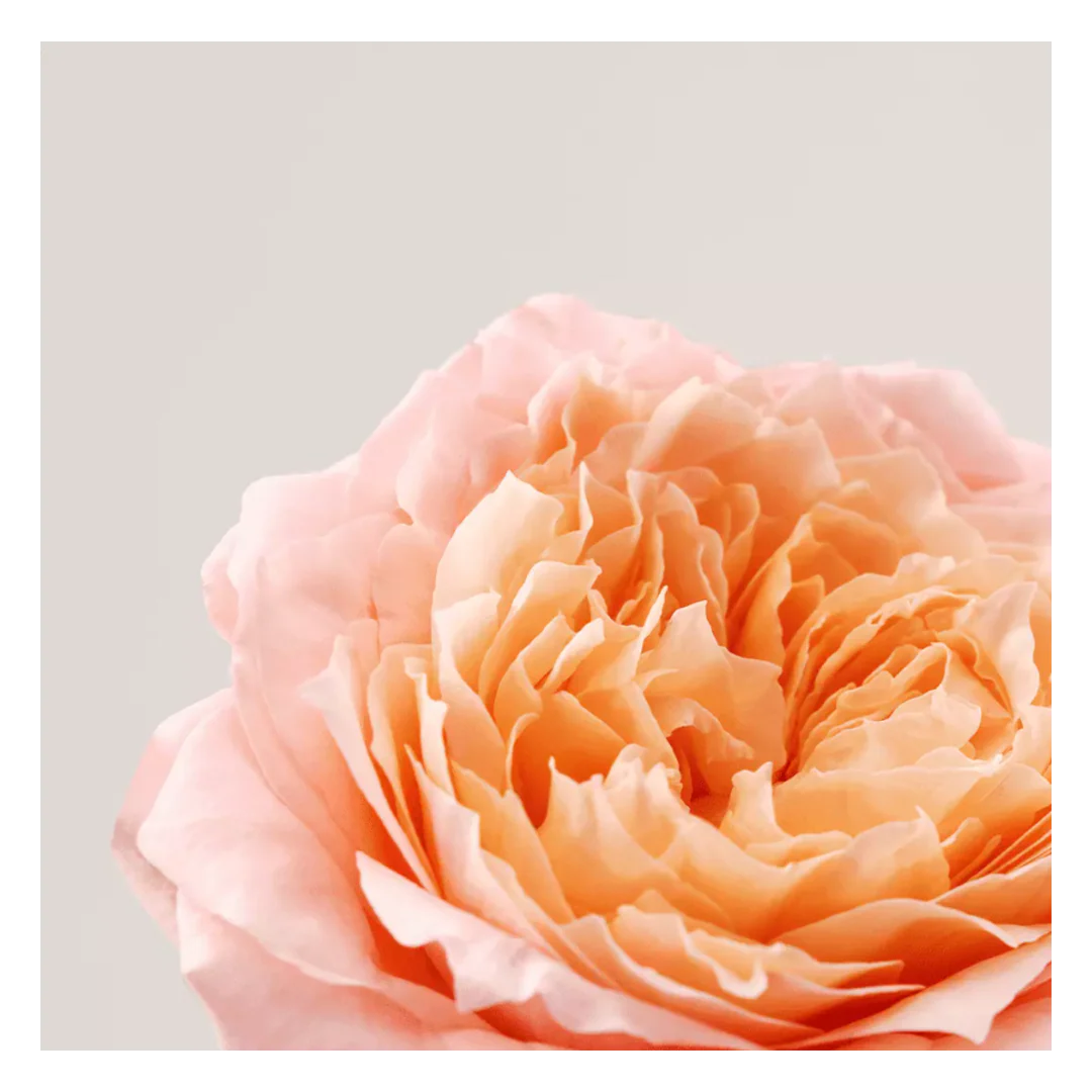 PAYOT Roselift Firming Re-densifying Serum - Image 2
