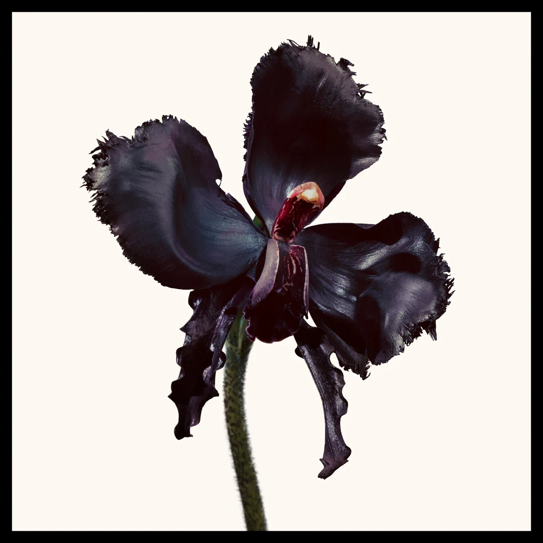Tom Ford Black Orchid Reserve Spray - Image 3